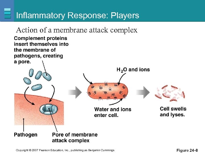 Inflammatory Response: Players Action of a membrane attack complex Copyright © 2007 Pearson Education,