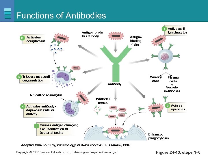 Functions of Antibodies 6 Activates complement 1 Activates B lymphocytes Antigen binds to antibody