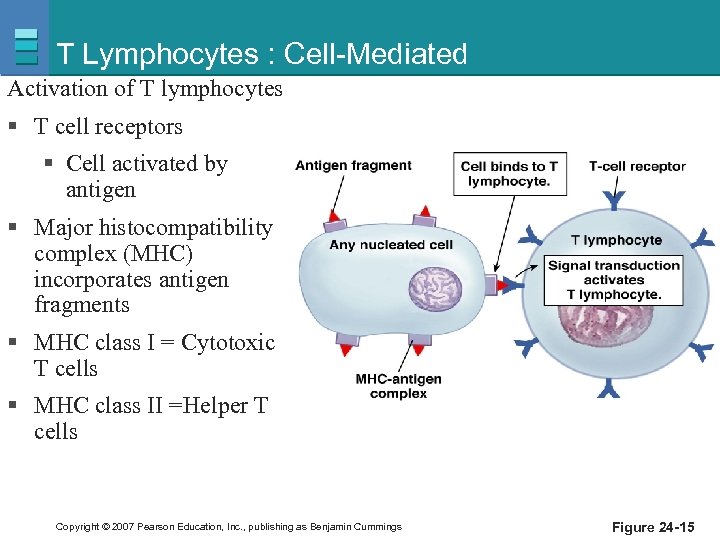 T Lymphocytes : Cell-Mediated Activation of T lymphocytes § T cell receptors § Cell