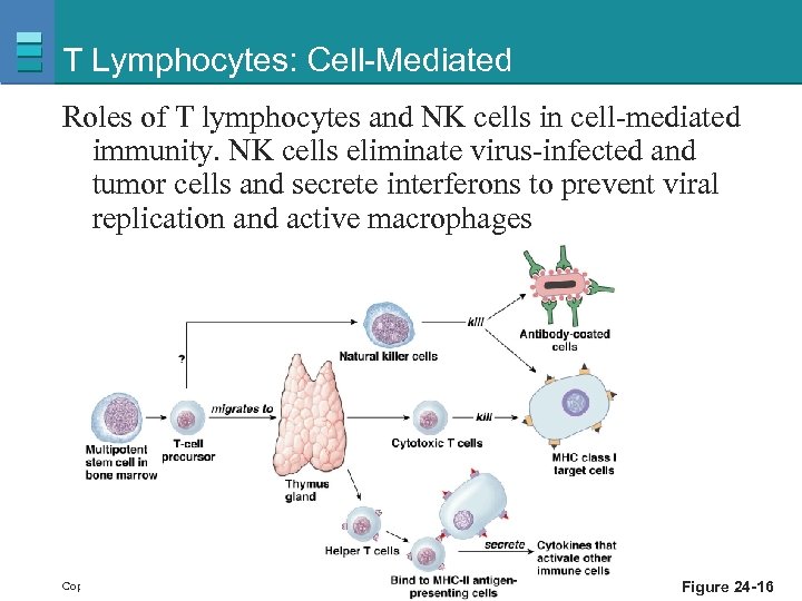 T Lymphocytes: Cell-Mediated Roles of T lymphocytes and NK cells in cell-mediated immunity. NK