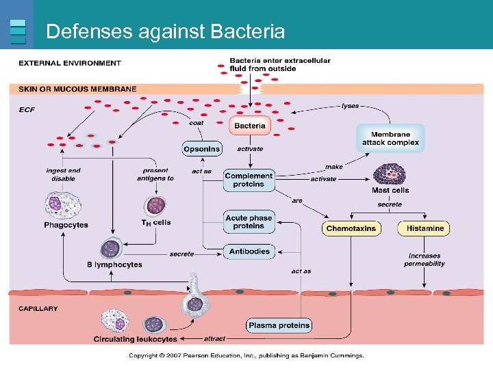 Defenses against Bacteria Copyright © 2007 Pearson Education, Inc. , publishing as Benjamin Cummings