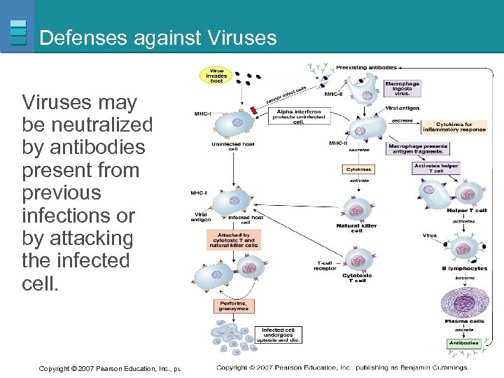 Defenses against Viruses may be neutralized by antibodies present from previous infections or by