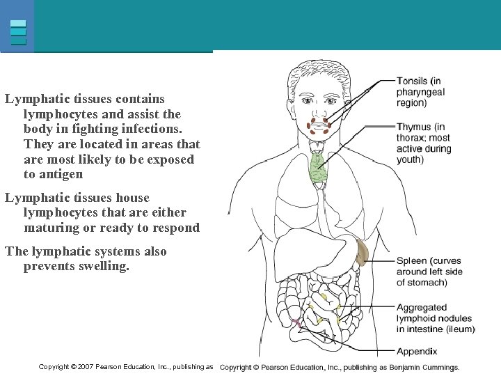 Lymphatic tissues contains lymphocytes and assist the body in fighting infections. They are located