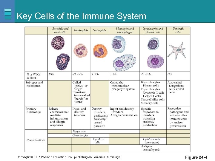 Key Cells of the Immune System Copyright © 2007 Pearson Education, Inc. , publishing