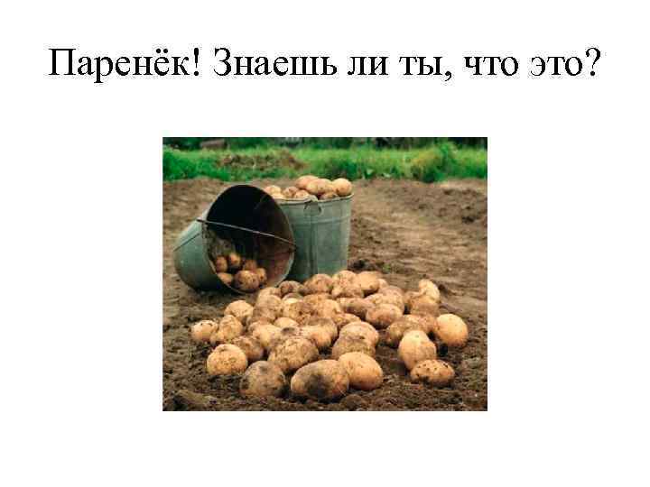 Паренёк! Знаешь ли ты, что это? 