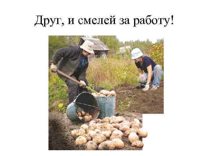 Друг, и смелей за работу! 