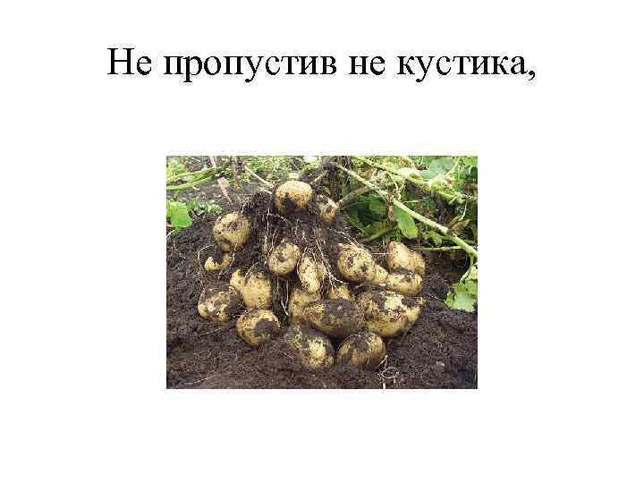Не пропустив не кустика, 