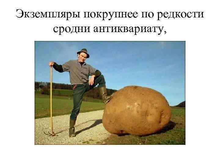 Экземпляры покрупнее по редкости сродни антиквариату, 