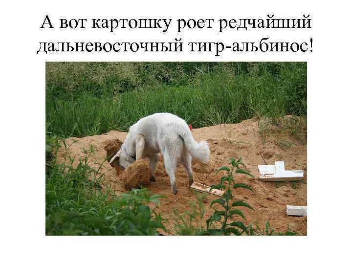 А вот картошку роет редчайший дальневосточный тигр-альбинос! 