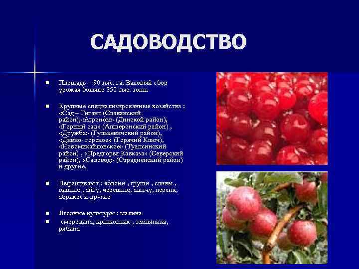 САДОВОДСТВО n Площадь – 90 тыс. га. Валовый сбор урожая больше 250 тыс. тонн.