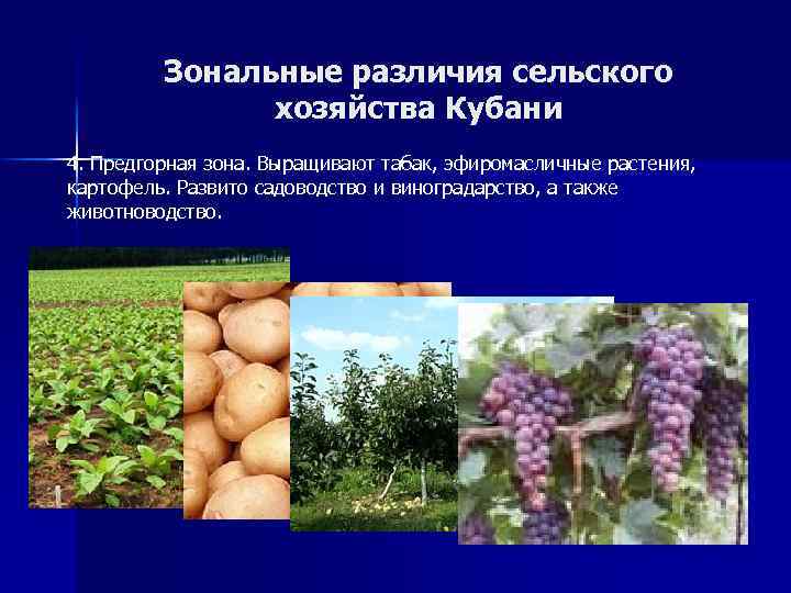 Зональные различия сельского хозяйства Кубани 4. Предгорная зона. Выращивают табак, эфиромасличные растения, картофель. Развито