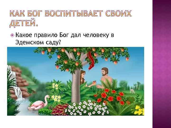  Какое правило Бог дал человеку в Эдемском саду? 