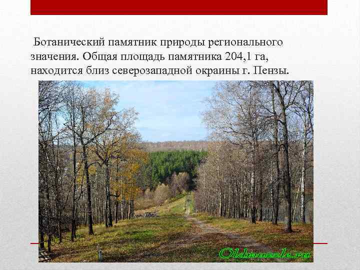 Ботанический памятник природы регионального значения. Общая площадь памятника 204, 1 га, находится близ северозападной