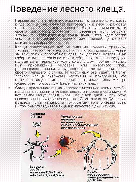 Сколько живет клещ