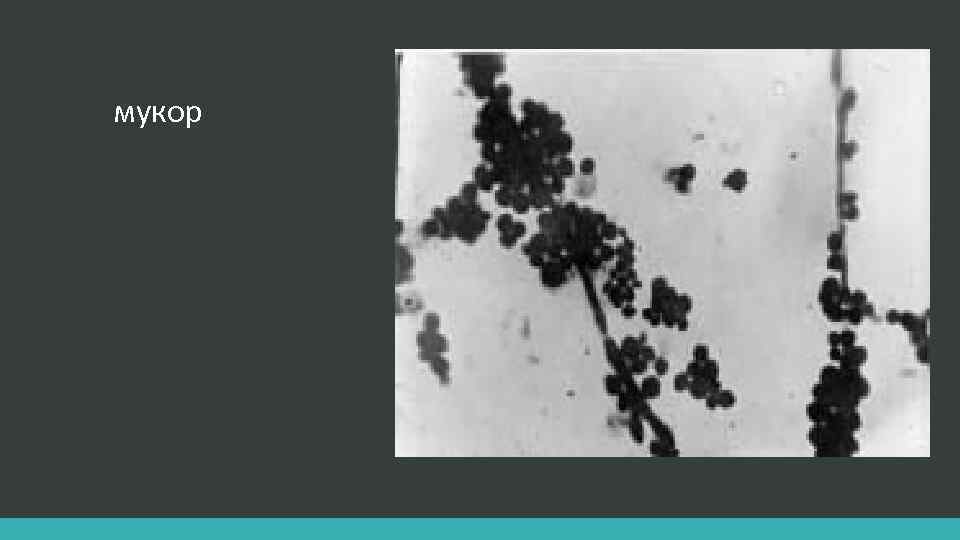 мукор 