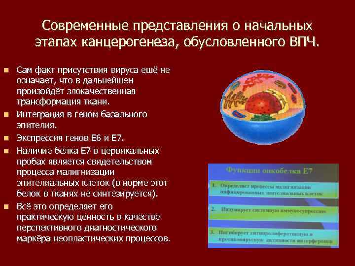 Современные представления о начальных этапах канцерогенеза, обусловленного ВПЧ. Сам факт присутствия вируса ешё не