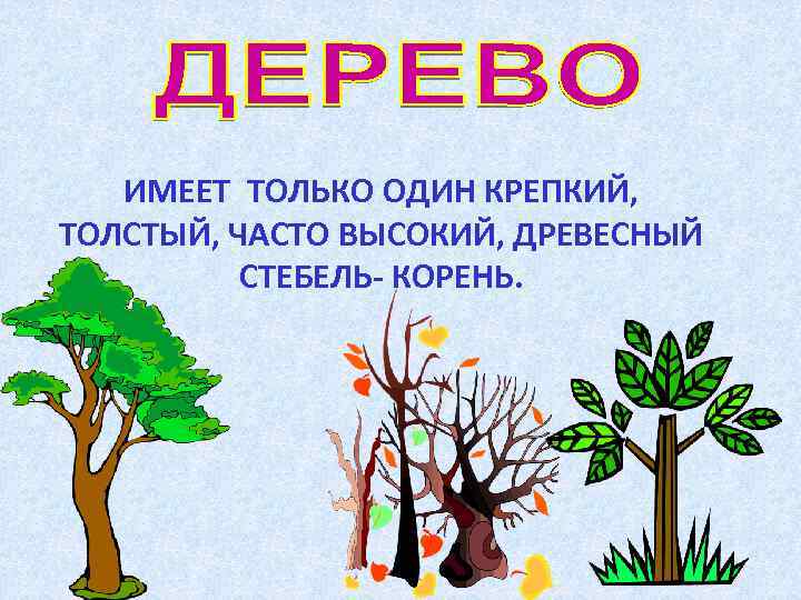 ИМЕЕТ ТОЛЬКО ОДИН КРЕПКИЙ, ТОЛСТЫЙ, ЧАСТО ВЫСОКИЙ, ДРЕВЕСНЫЙ СТЕБЕЛЬ- КОРЕНЬ. 