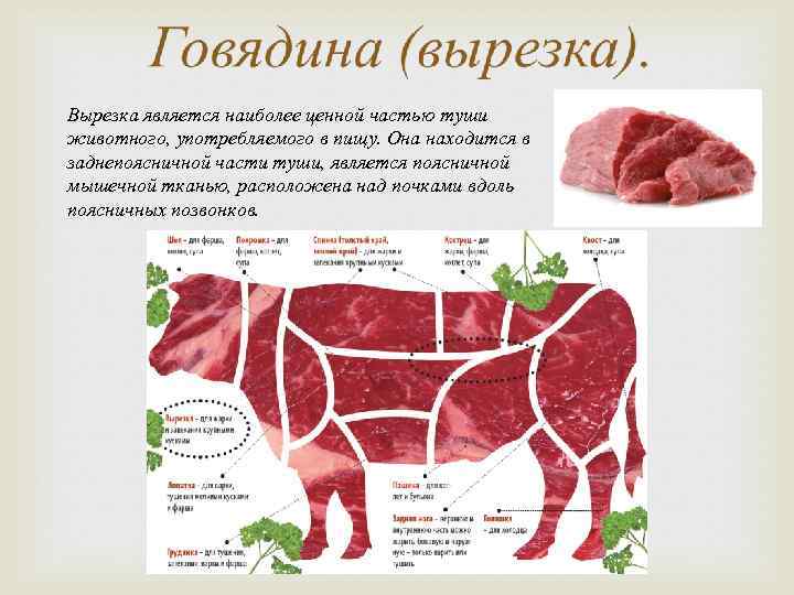 Вырезка является наиболее ценной частью туши животного, употребляемого в пищу. Она находится в заднепоясничной