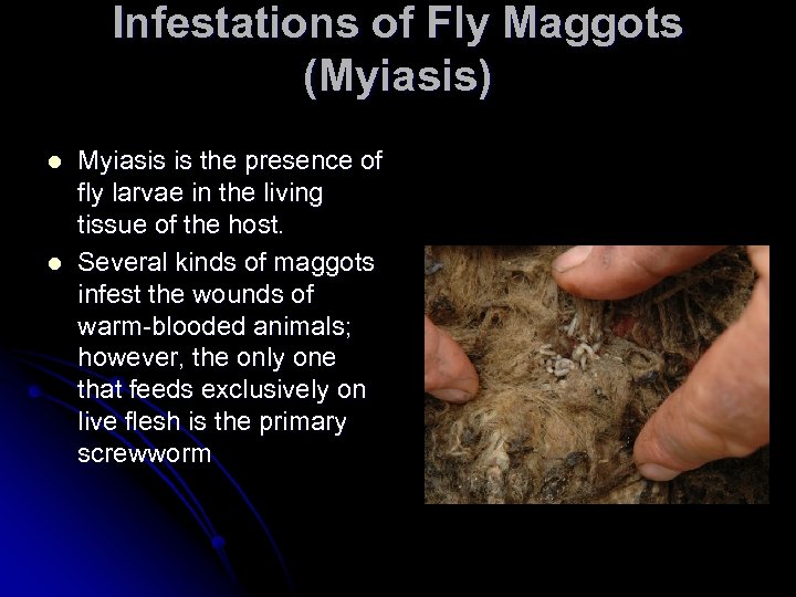 Infestations of Fly Maggots (Myiasis) l l Myiasis is the presence of fly larvae