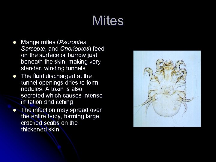 Mites l l l Mange mites (Psoroptes, Sarcopte, and Chorioptes) feed on the surface
