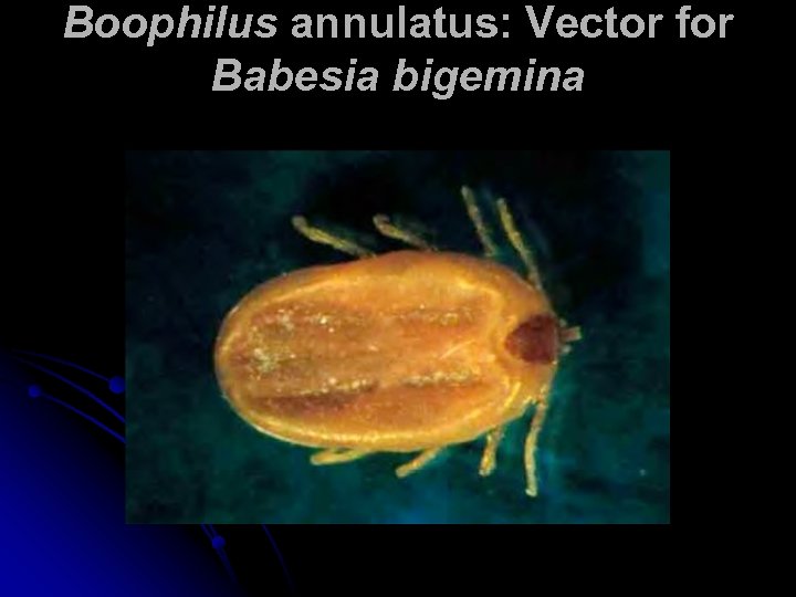 Boophilus annulatus: Vector for Babesia bigemina 
