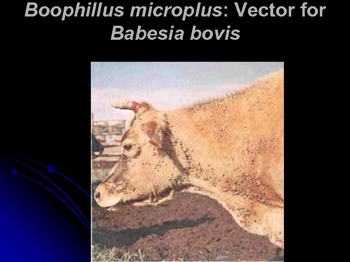 Boophillus microplus: Vector for Babesia bovis 
