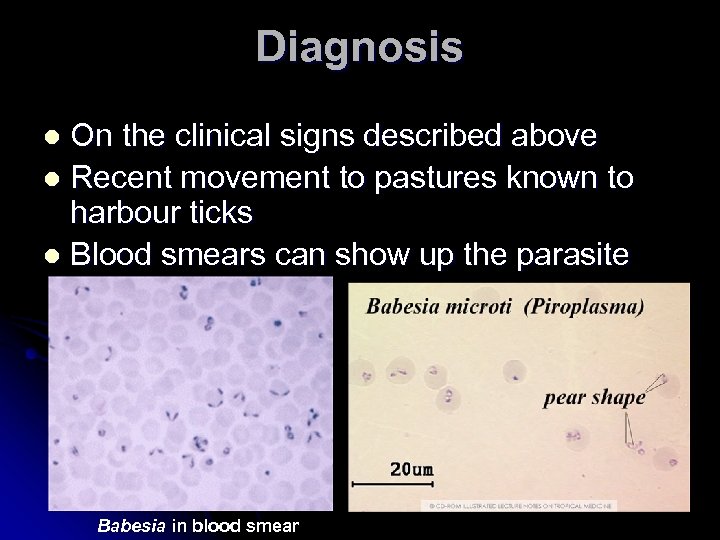 Diagnosis On the clinical signs described above l Recent movement to pastures known to