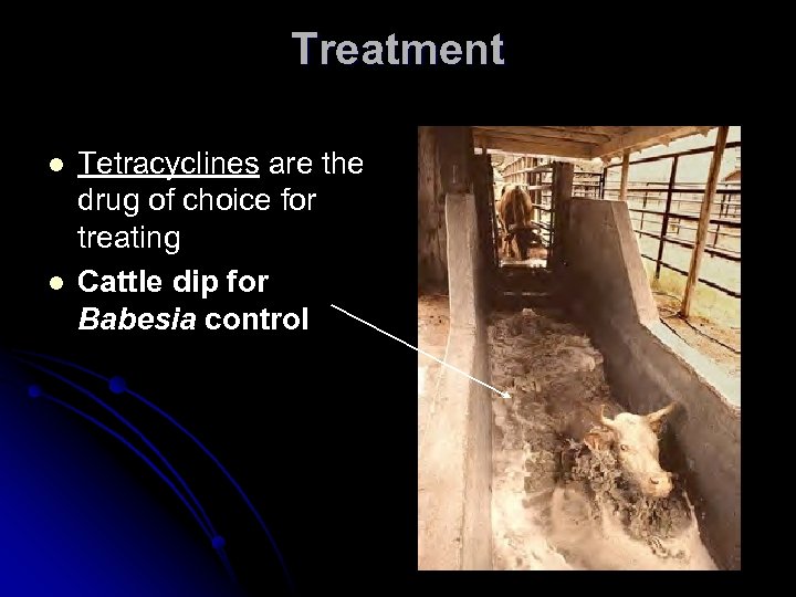 Treatment l l Tetracyclines are the drug of choice for treating Cattle dip for
