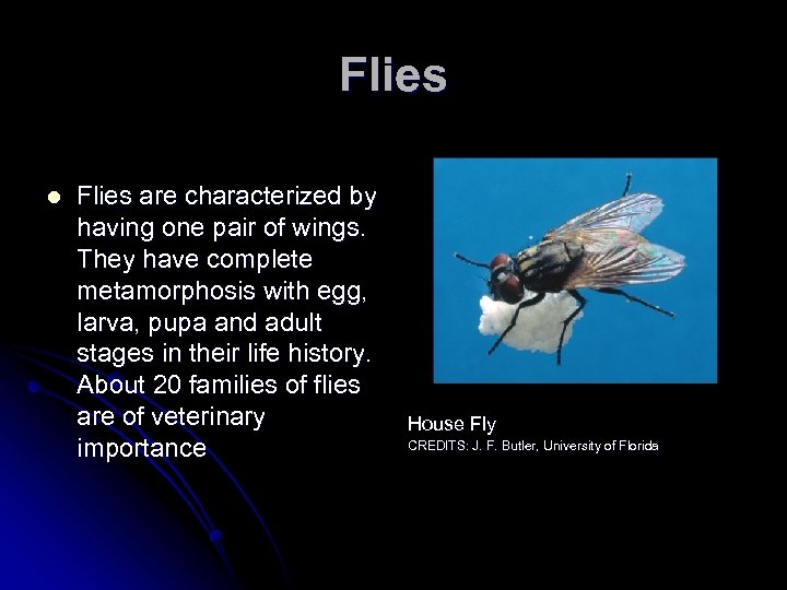 Flies l Flies are characterized by having one pair of wings. They have complete