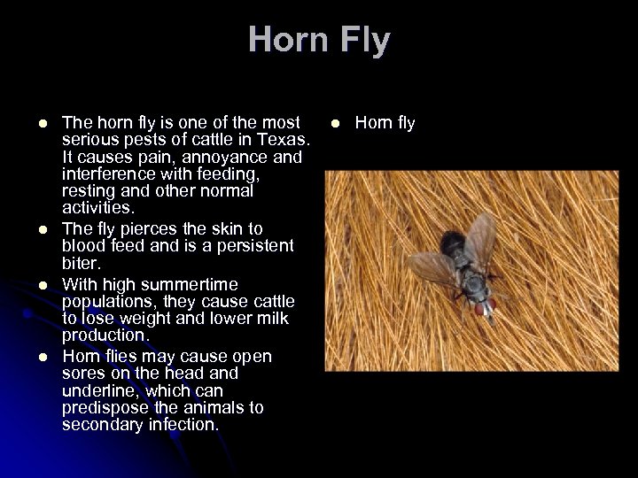 Horn Fly l l The horn fly is one of the most serious pests