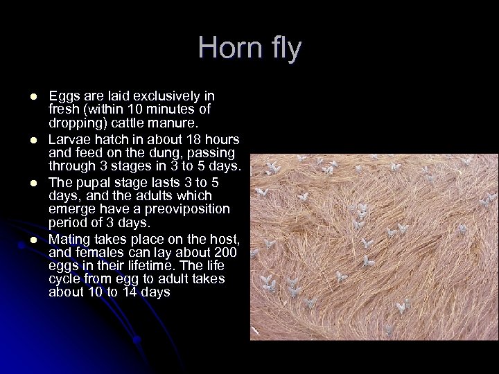 Horn fly l l Eggs are laid exclusively in fresh (within 10 minutes of