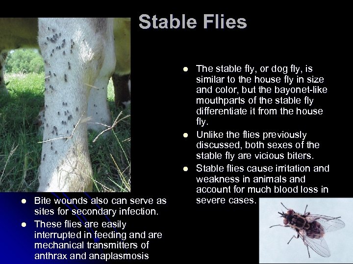 Stable Flies l l l Bite wounds also can serve as sites for secondary