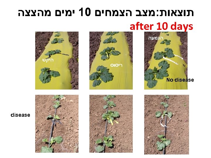  תוצאות: מצב הצמחים 01 ימים מהצצה after 10 days הגמעה ריסוס היקש No