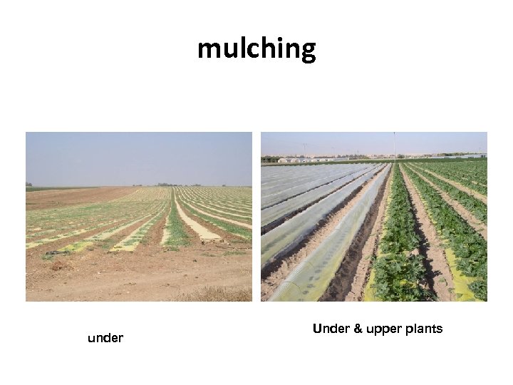 mulching under Under & upper plants 