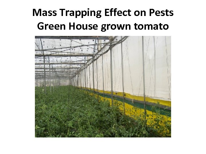 Mass Trapping Effect on Pests Green House grown tomato 