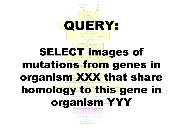 QUERY: SELECT images of mutations from genes in organism XXX that share homology to