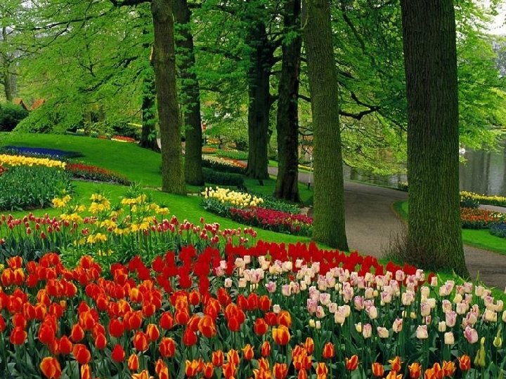 Tulipanes en Holanda 