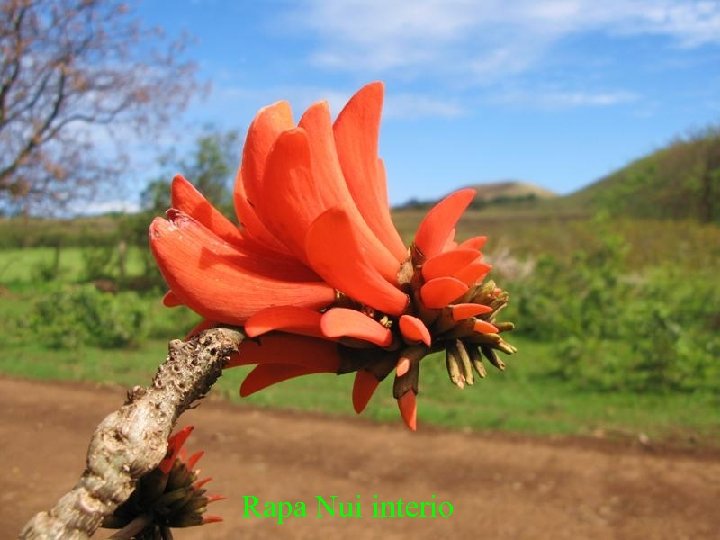 Paris de nit Rapa Nui interio 