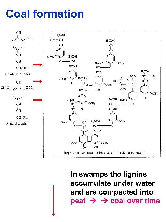 Coal formation In swamps the lignins accumulate under water and are compacted into peat