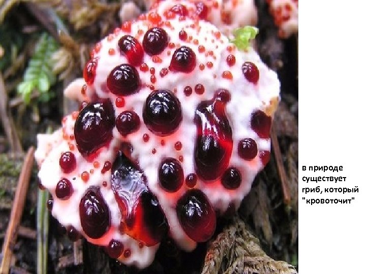 в природе существует гриб, который "кровоточит" 