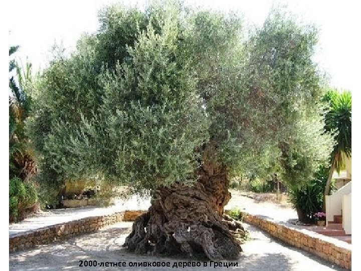2000 -летнєе оливковое дерево в Греции 