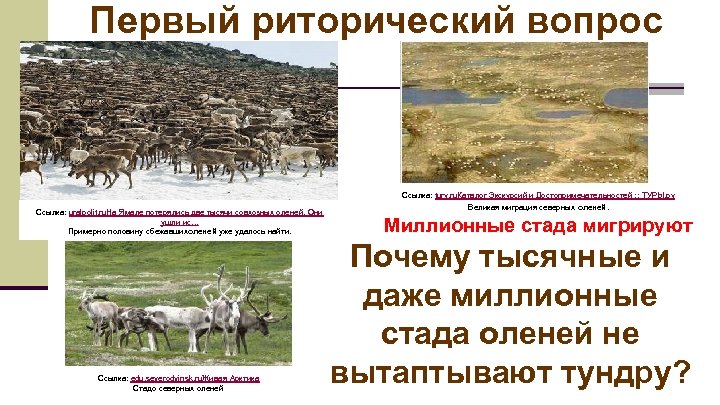 Первый риторический вопрос Ссылка: uralpolit. ru. На Ямале потерялись две тысячи совхозных оленей. Они