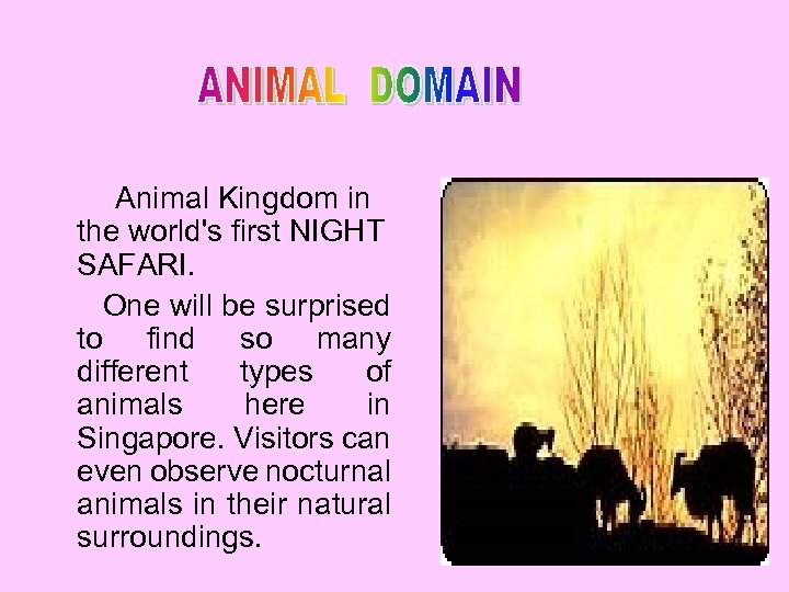  Animal Kingdom in the world's first NIGHT SAFARI. One will be surprised to