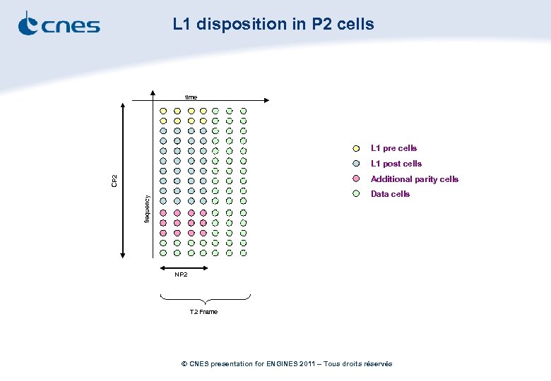 L 1 disposition in P 2 cells time L 1 pre cells L 1