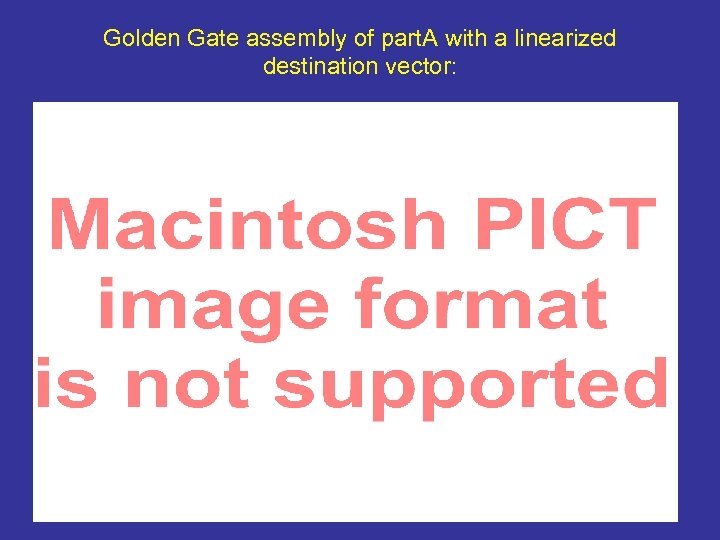 Golden Gate assembly of part. A with a linearized destination vector: 