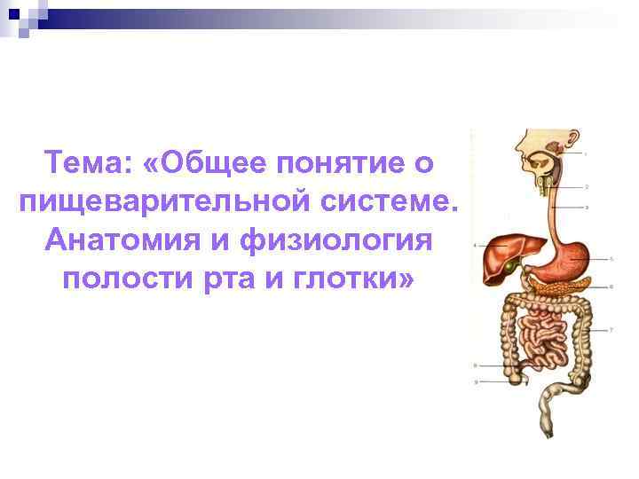 Тема: «Общее понятие о пищеварительной системе. Анатомия и физиология полости рта и глотки» 