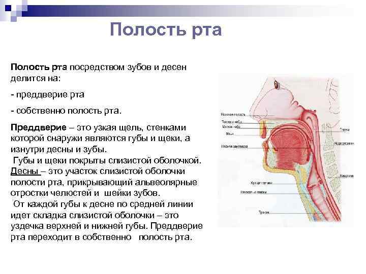 Полость рта схема. Стенки ротовой полости анатомия. Строение собственно полости рта.
