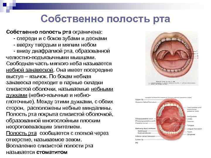 Собственно полость рта ограничена: спереди и с боков зубами и деснами вверху твердым и