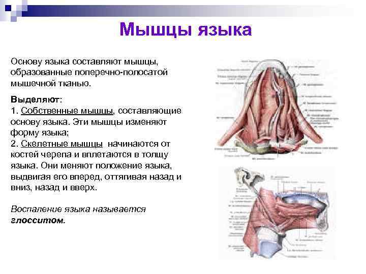 Мышцы языка картинка