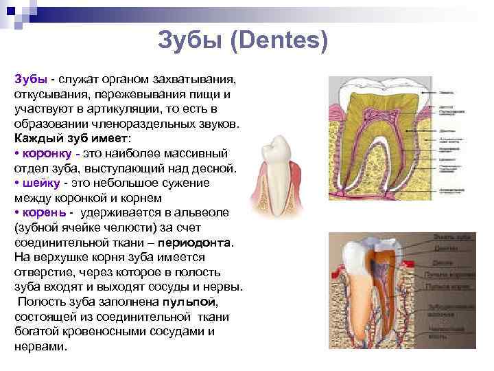 Зубы (Dentes) Зубы служат органом захватывания, откусывания, пережевывания пищи и участвуют в артикуляции, то